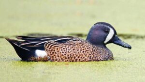 Duck Hunting in southeast Kansas - Blue Winged Teal
