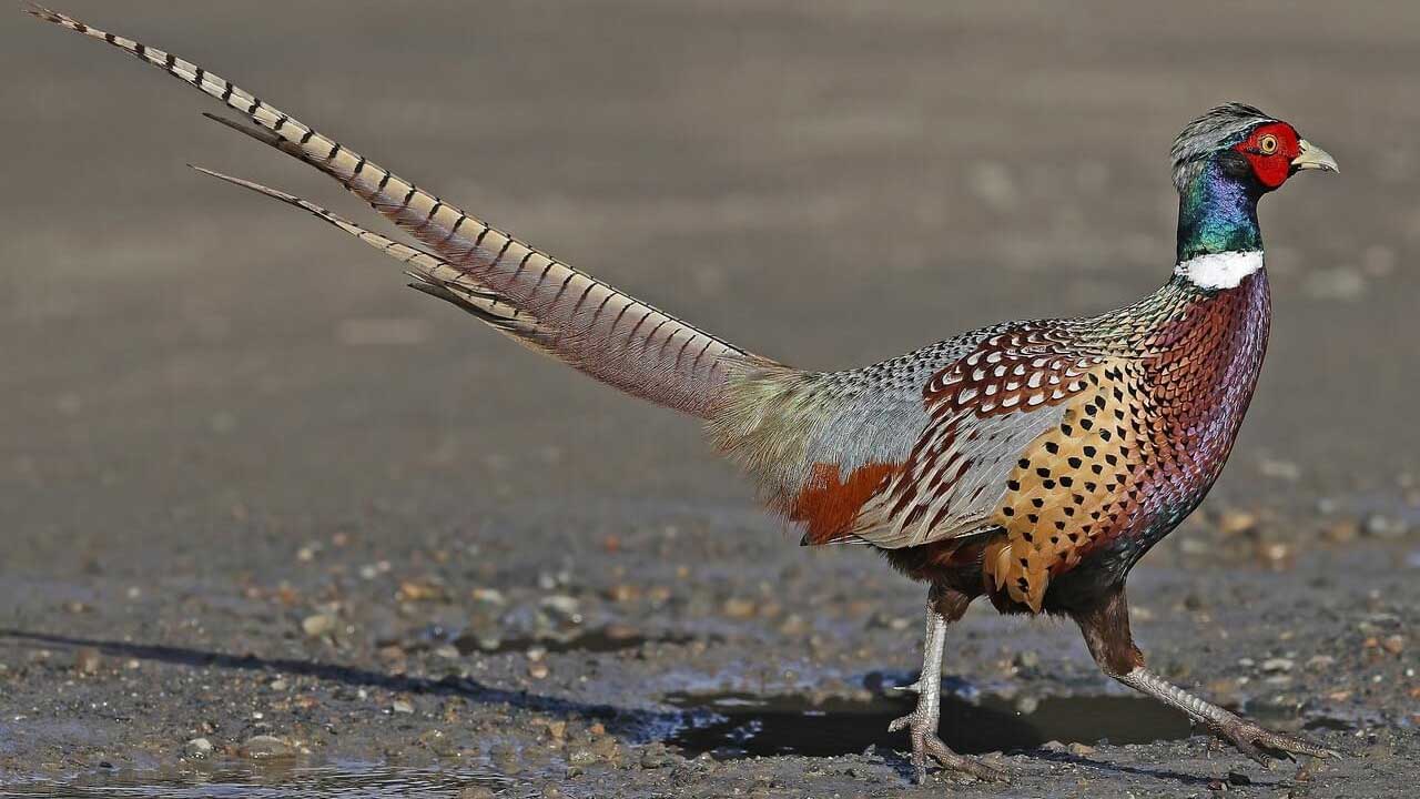 Pheasant Hunting in Southeast Kansas Snag Hollow Vacation Rentals