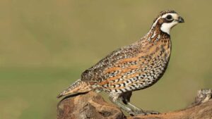 quail hunting in southeast kansas